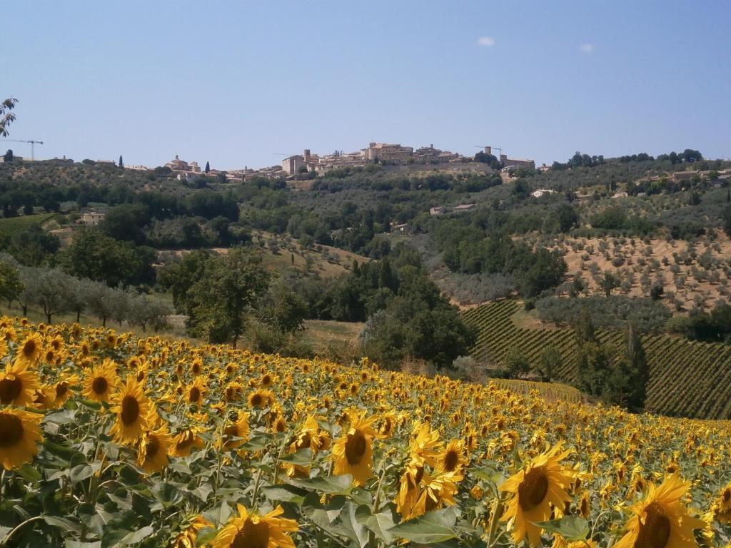 Tenuta Colverano Montefalco Exteriér fotografie