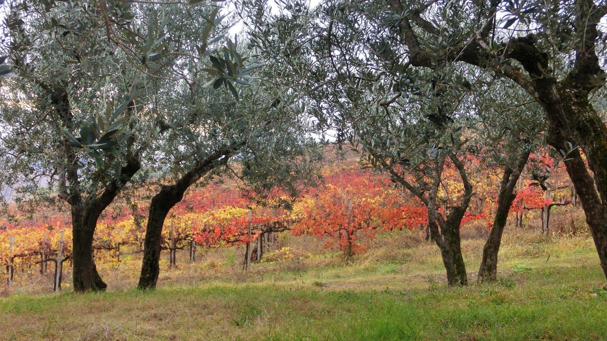 Tenuta Colverano Montefalco Exteriér fotografie
